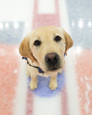 Image post by @nyislanders on Instagram