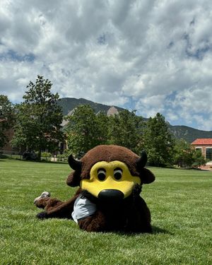 Image post by @chipthebuffalo on Instagram