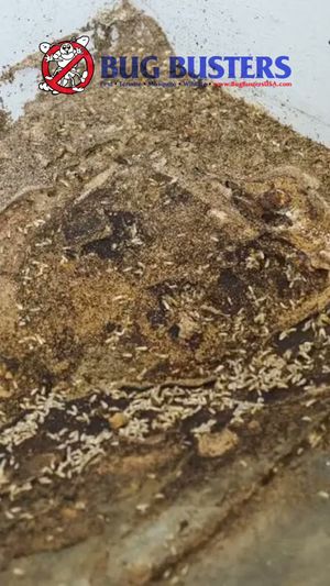 Video post by @bugbustersusa on TikTok