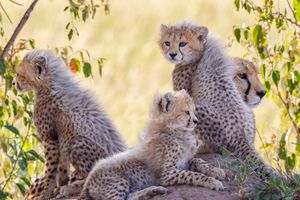 Image post by @AnimalPlanet on Twitter