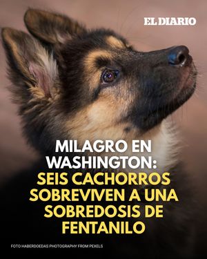 Image post by @eldiariony on Instagram