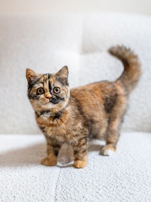 Image post by @littlebearlumi on Instagram
