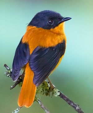 Image post by @discovery on Instagram