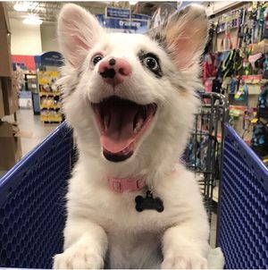 Image post by @PetSmart on Twitter