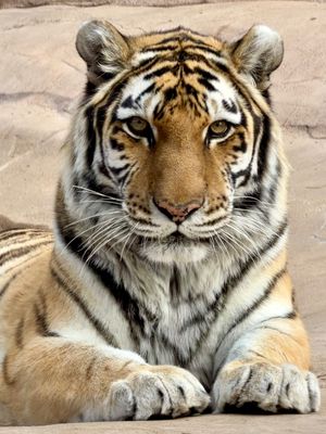Image post by @denverzoo on Instagram