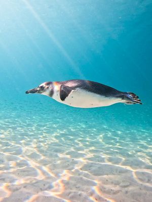 Image post by @gopro on Instagram