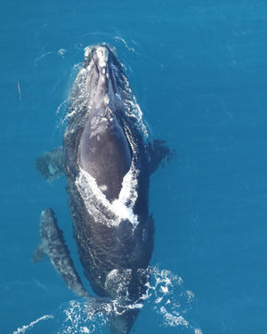 Image post by @cmaquarium on Instagram