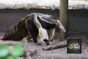 Image post by @bhamzoo on Instagram