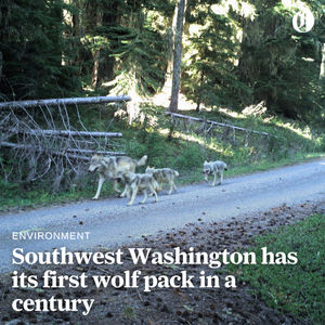 Image post by @theoregonian on Instagram