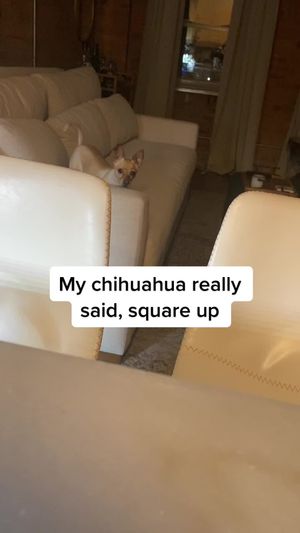 Video post by @oliviamancuso__ on TikTok