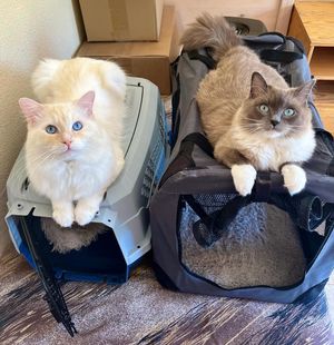 Image post by @brunrik.and.pyrene.ragdolls on Instagram