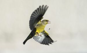 Image post by @rspb on Instagram