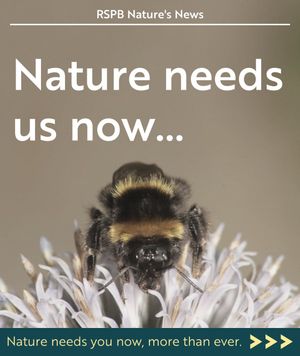 Image post by @rspb on Instagram