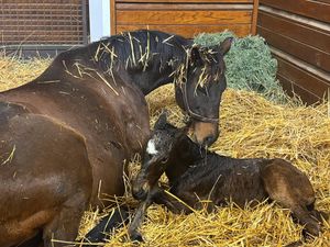 Image post by @godolphin on Instagram