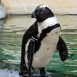 Image post by @sandiegozoo on Instagram