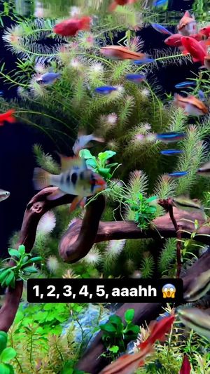 Video post by @aqualupi on Instagram