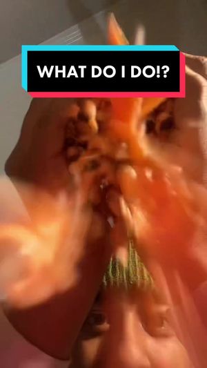 Video post by @seansvv on TikTok