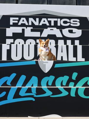 Image post by @ziggy_thecorg on Instagram