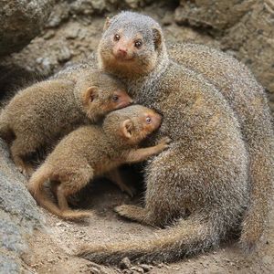 Image post by @sandiegozoo on Instagram
