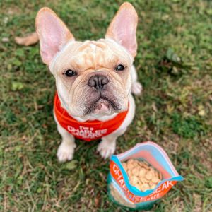 Image post by @charlee_bear_dogtreats on Instagram