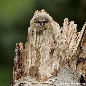 Image post by @rspb on Instagram
