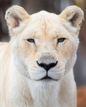 Image post by @thetorontozoo on Instagram