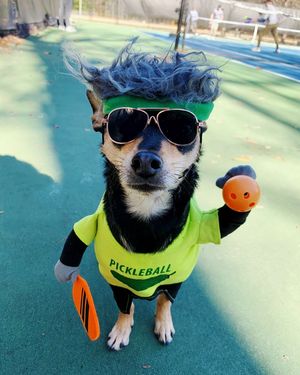 Image post by @pickles_houdini on Instagram