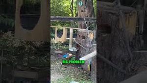 Video post by @evolsoulx on YouTube