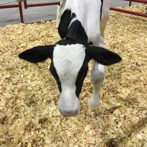 Image post by @american_royal on Instagram