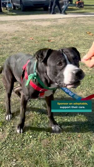 Video post by @DetroitGSD on Facebook