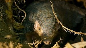 Video post by @bbcearth on YouTube