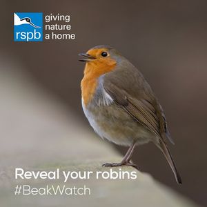 Image post by @rspb on Instagram
