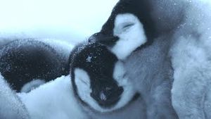 Video post by @bbcearth on YouTube