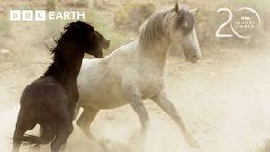 Video post by @bbcearth on YouTube