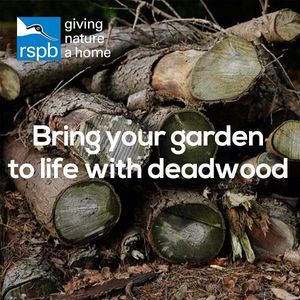 Image post by @rspb on Instagram