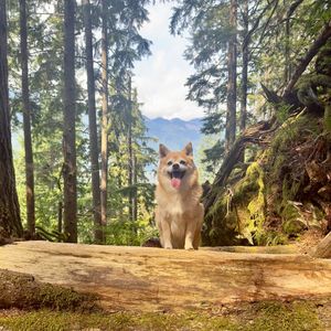 Image post by @pupcorntreats on Instagram