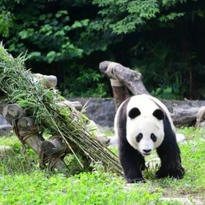 Image post by @sandiegozoo on Instagram