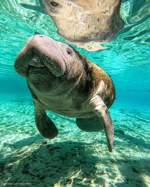 Image post by @oceana on Instagram