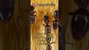 Video post by @bugbustersusa on YouTube