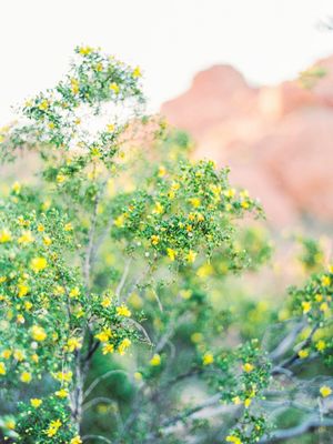 Image post by @scottsdaleariz on Instagram