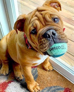 Image post by @petco on Instagram