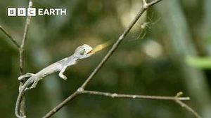 Video post by @bbcearth on YouTube