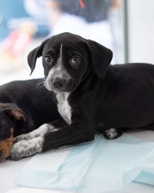Image post by @heartsandbonesrescue on Instagram