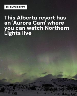 Image post by @curiocitycalgary on Instagram