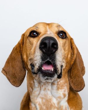 Image post by @evolvepetfood on Instagram