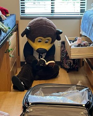Image post by @chipthebuffalo on Instagram