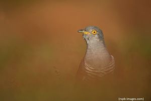 Image post by @rspb on Instagram