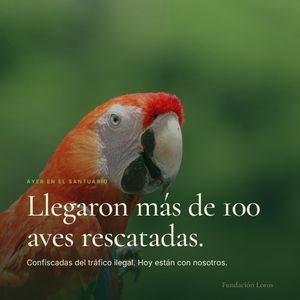 Image post by @fundacionloros on Instagram