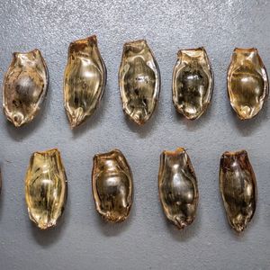 Image post by @animalplanet on Instagram