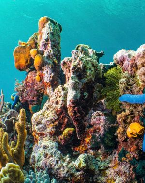 Image post by @sealegacy on Instagram